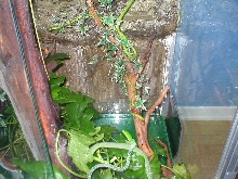 ahaetulla prasina