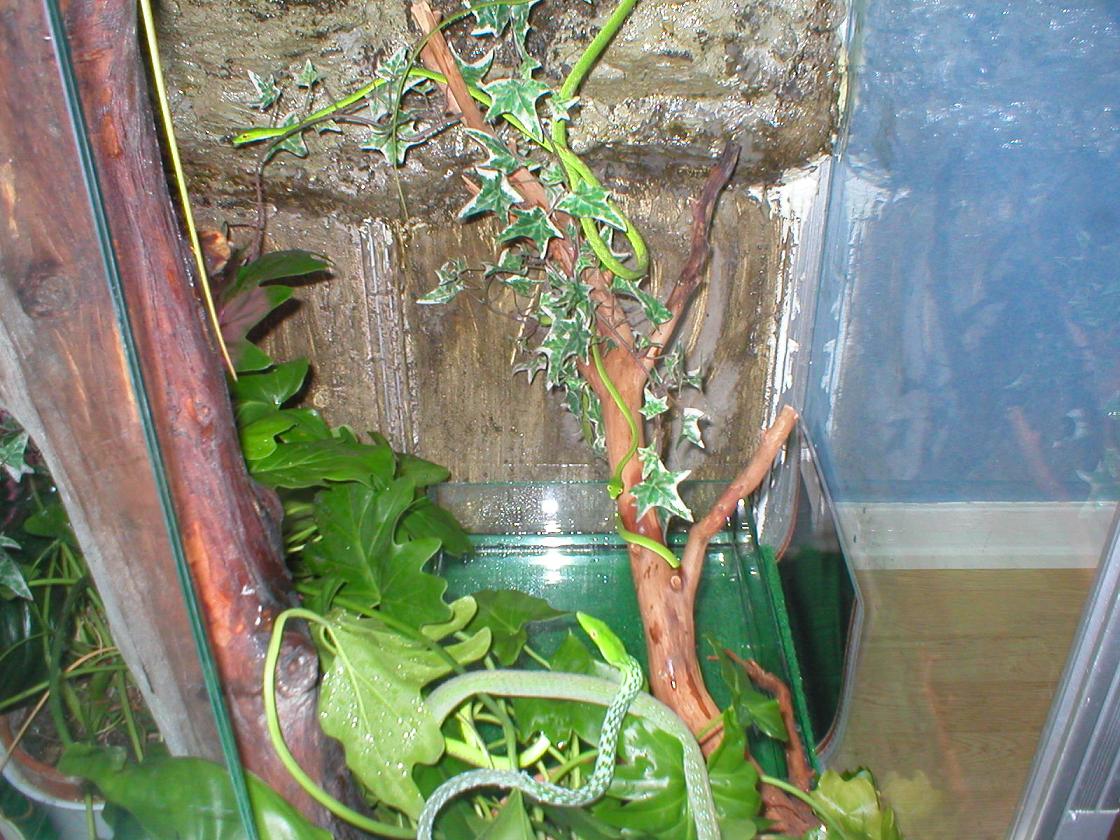 ahaetulla prasina