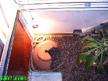 Rhamphiophis oxyrhynchus rostratus
