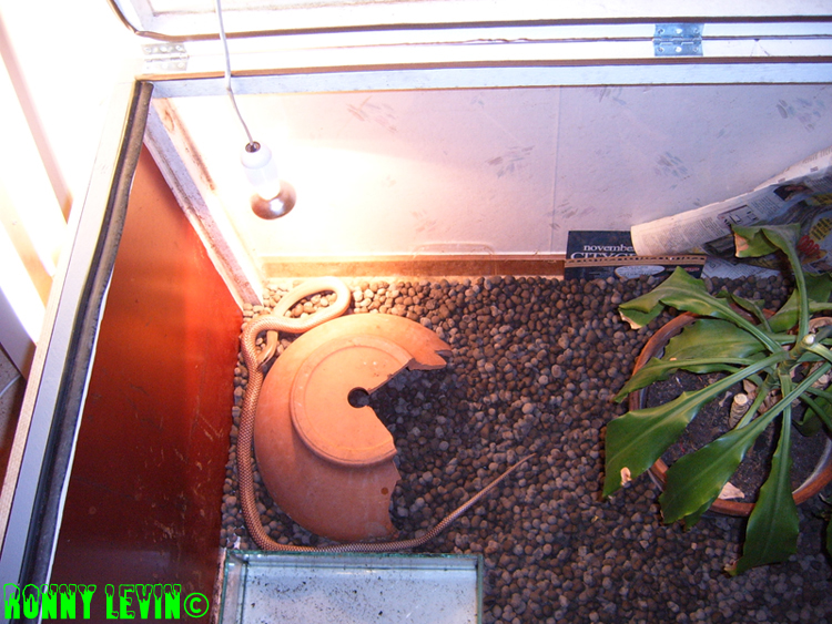 Rhamphiophis oxyrhynchus rostratus
