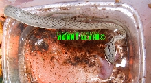 Rhynchophis boulengeri