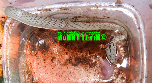 Rhynchophis boulengeri