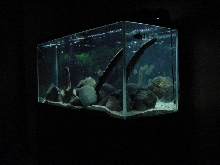 my tank