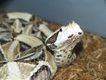 My Male Gaboon