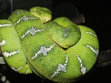 Emerlad Tree Boa