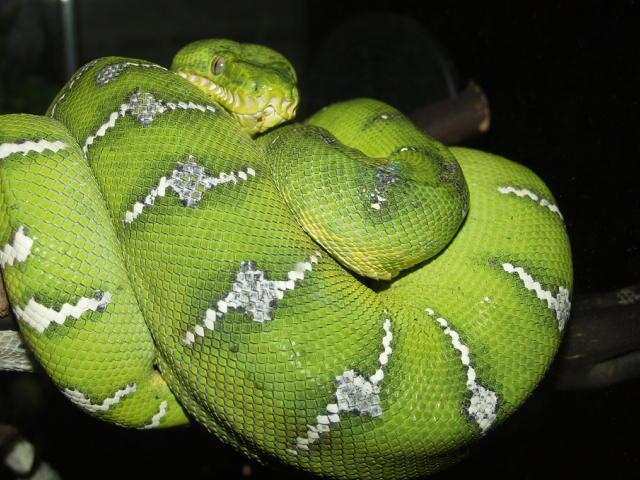 Emerlad Tree Boa