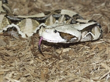 Male Gaboon