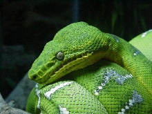 My Female Emerald