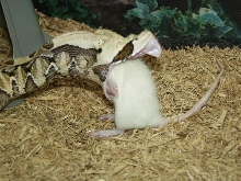 Male Gaboon