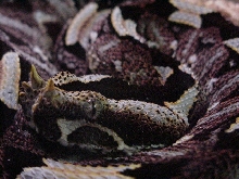 My Female Rhino Viper