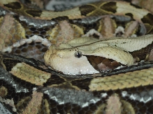 My Female Gaboon