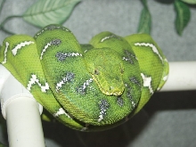 Female Emerald Tree Boa