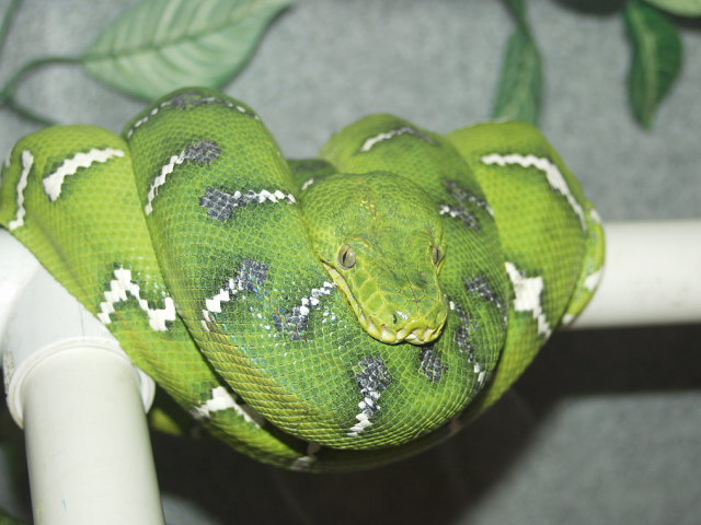 Female Emerald Tree Boa