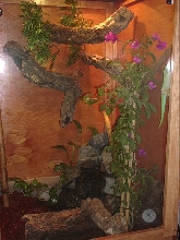 first cage project