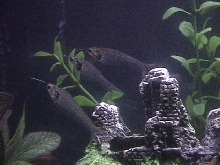 Ghost Catfish