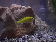 Electric Yellow