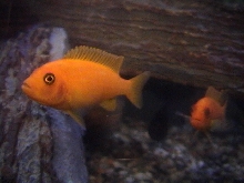 Female Red Zebra Cichlid