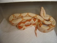 albino