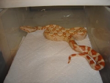 albino2