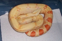 albino