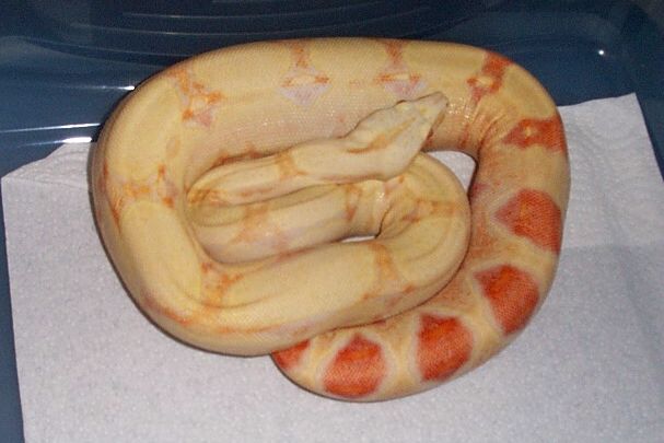 albino