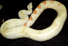 aaaaa