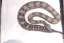 female anery