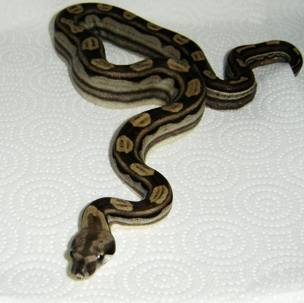 motleymale