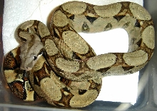 posshetstripealbino