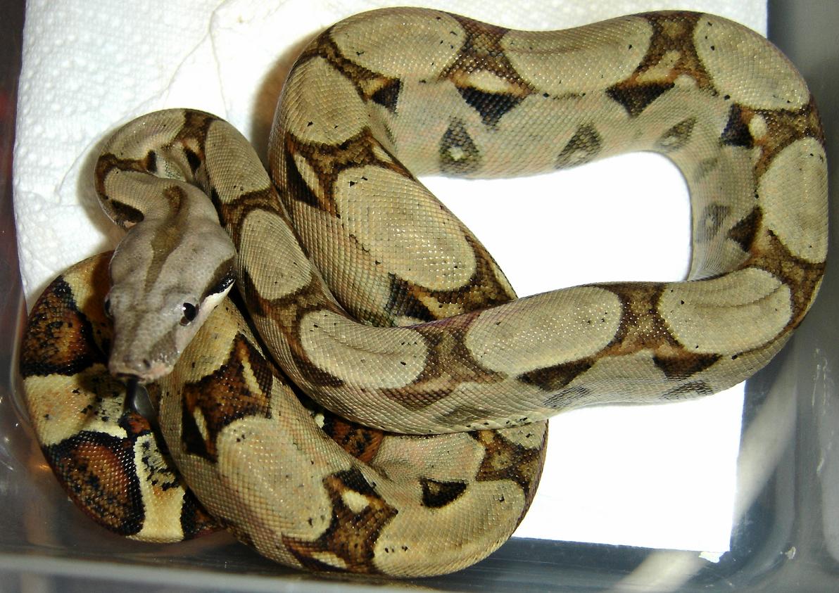 posshetstripealbino