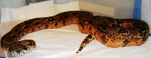 calicohypo