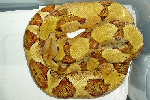 sssss