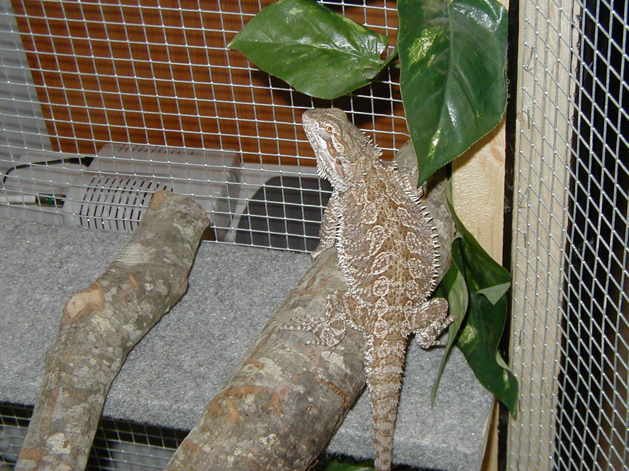Medea
