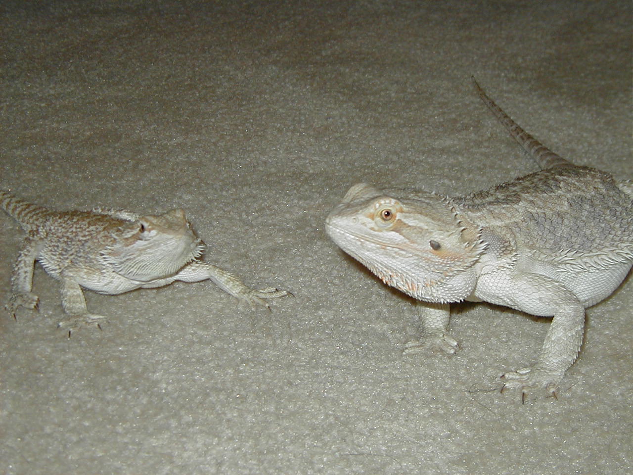 Nellie & Medea