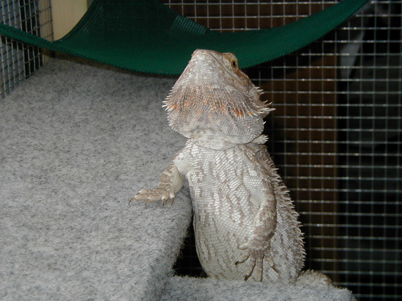Nellie