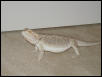 Nellie running around
