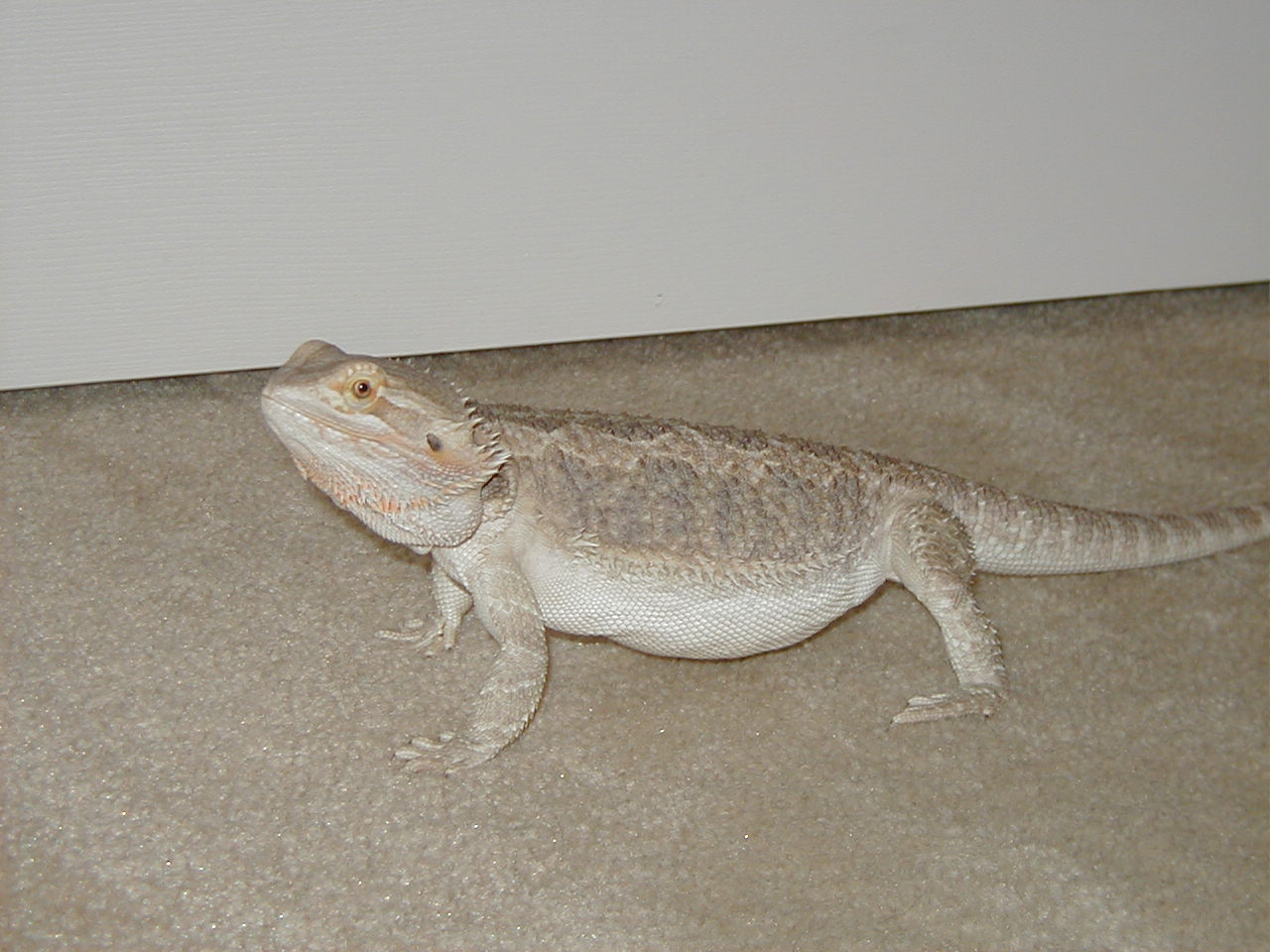 Nellie running around