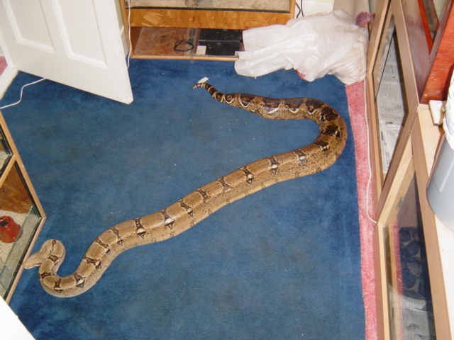 new female boa