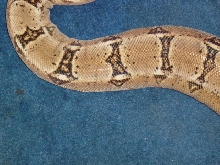 widows peaks on new female boa