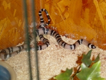 anery honduran