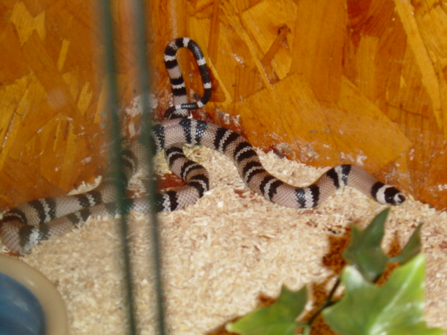 anery honduran