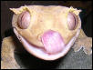 Shemp.tounge