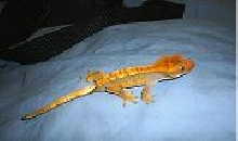 bright harley crestie