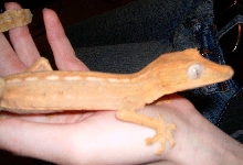 uroplatus lineatus