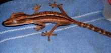 uroplatus lineatus