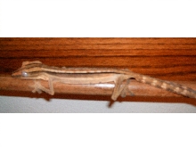 uroplatus lineatus 3