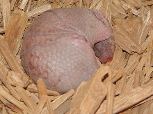 Baby 3-banded