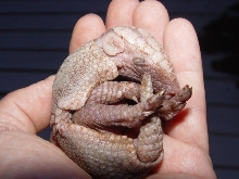 BabyDillo7-2005
