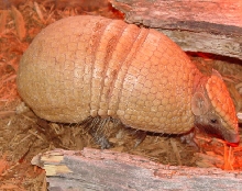 Female 3-Banded Armadillo