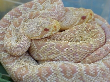 Albino Eastern Diamondback